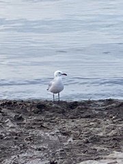 Ichthyaetus audouinii