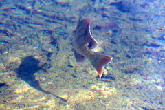 Lepomis macrochirus purpurascens