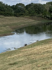 Nannopterum brasilianum