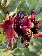 Andricus dentimitratus