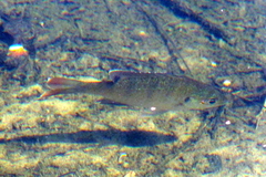 Lepomis macrochirus purpurascens