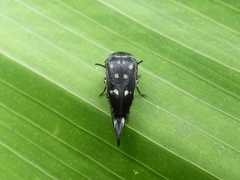 Mordella pustulosa