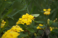 Cyanophrys herodotus