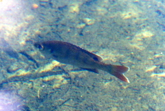 Lepomis macrochirus purpurascens