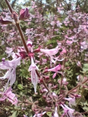 Ocimum