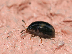 Leiodidae