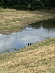 Nannopterum brasilianum