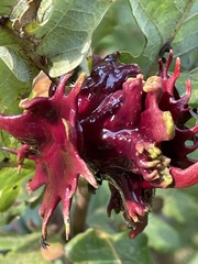 Andricus dentimitratus