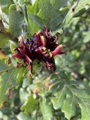 Andricus dentimitratus