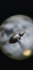 Bembidion iridescens