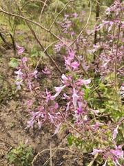 Ocimum
