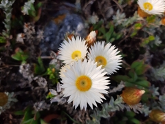 Helichrysum retortum