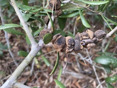 Disholcaspis quercusvirens