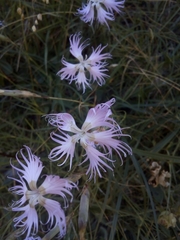 Dianthus hyssopifolius