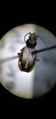 Bembidion