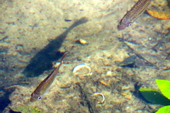 Micropterus salmoides