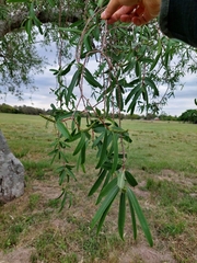Sapium haematospermum