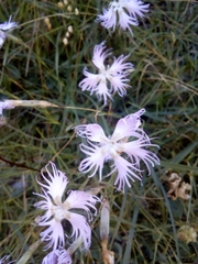 Dianthus hyssopifolius