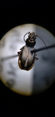 Bembidion