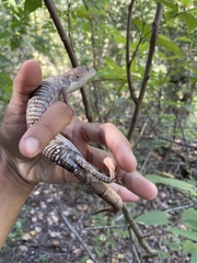 Gerrhonotus infernalis