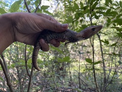 Gerrhonotus infernalis