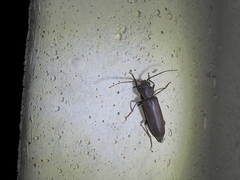Arhopalus ferus