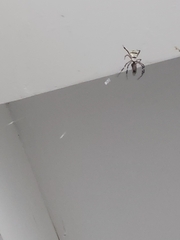 Zosis geniculata
