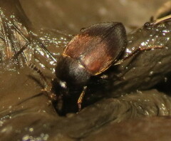 Leiodidae