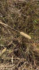 Setaria parviflora