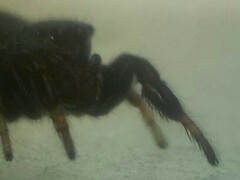 Sibianor aurocinctus