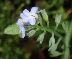 Myosotis sylvatica