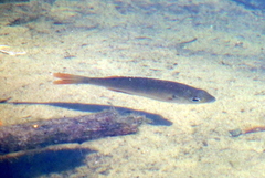 Lepomis macrochirus purpurascens