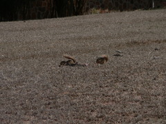 Euxerus erythropus