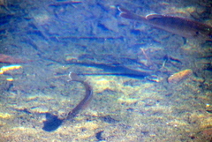 Lepomis macrochirus purpurascens