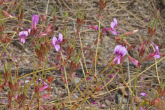 Pelargonium multicaule multicaule