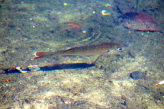 Lepomis macrochirus purpurascens