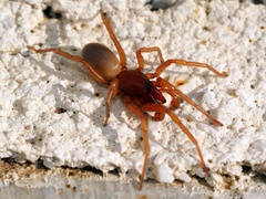 Dysdera