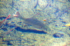 Lepomis macrochirus purpurascens