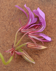Pelargonium multicaule multicaule