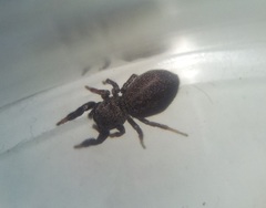 Sibianor aurocinctus