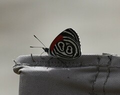 Diaethria clymena