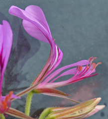 Pelargonium multicaule multicaule