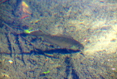 Lepomis macrochirus purpurascens