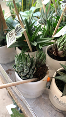 Haworthia
