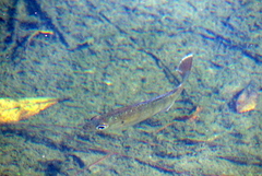 Lepomis macrochirus purpurascens