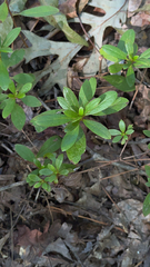 Rhododendron indicum