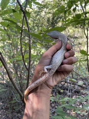 Gerrhonotus infernalis