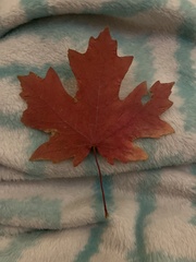 Acer grandidentatum