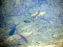 Lepomis macrochirus purpurascens