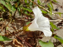 Calystegia